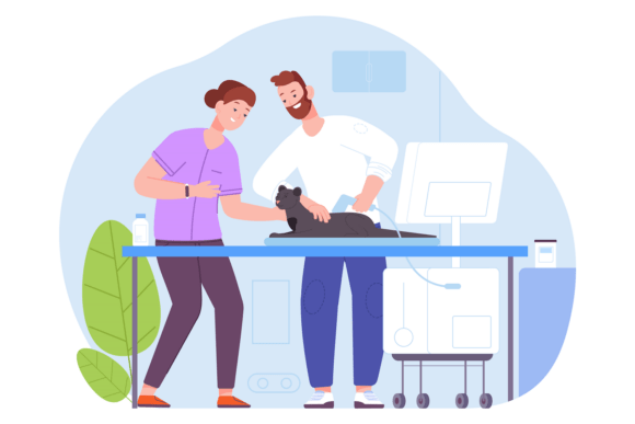 Cat Ultrasound Check: Vet Scene. Animal